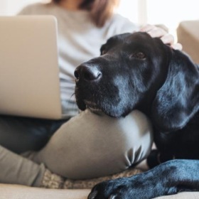 a dog lying on a couch