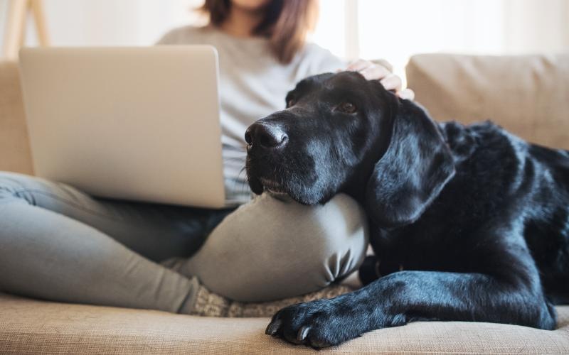 a dog lying on a couch