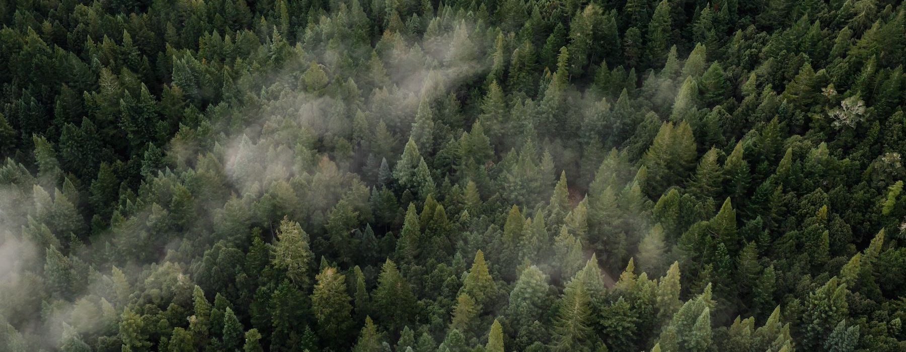 a forest of trees